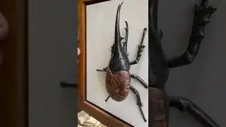 A Hercules Beetle made out bronze and lace redwood burl.