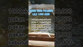BERAPA SI MODAL AWAL PER 1000 EKOR LELE,SAMPAI PANEN?