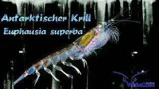 Antarktischer Krill 