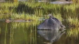 Birdwatching _A Black Heron Fishing in Botswana   _(vid # BW 07)