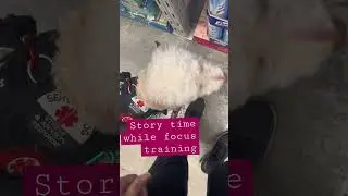 Story Time about a Pet in Non Pet Friendly Store!! Focus Training! #servicedog