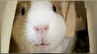 A weird new guinea pig tunnel!