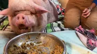 Arthurs Acres Animal Sanctuary is live!