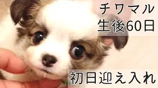 【お迎え初日】生後60日の子犬がおうちにやってきた‼