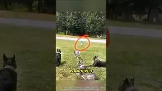 4 Dogs, 1 Mission!😳 #rescue #dog #wildliferescue #shorts