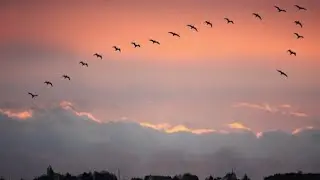 G&auml;ste und Fremdlinge