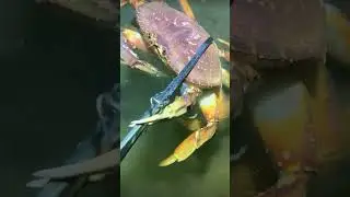 #diving #crab #catchthesea #seafood #seaside #fish #seangsolofishing #seagirldiving