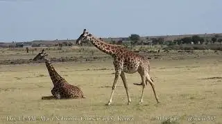 giraffes near village - part 1 - feel safe, lay down