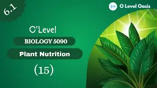Investigating the Rate of Photosynthesis through Hydrogen carbonate indicator | O Level Biology 5090