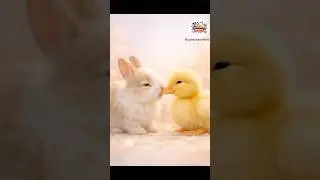 A cute moment of bunny and duck 😍#cute #cuteanimal #bunny #viralvideo