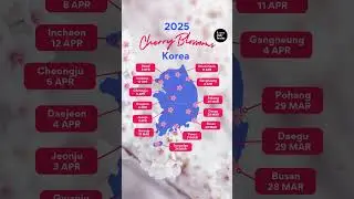 🌸🇰🇷 Cherry Blossom Korea Forecast