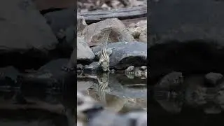 Who is drinking the water here | Cambodian Striped Squirrel |