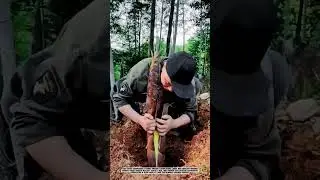 Peeling a Bamboo Shoot #bambooshoot  #farming
