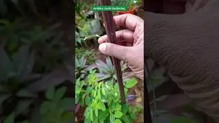 🌱 Making Topiary 🥰✨ #comedy  #gardening #ytshotstrending