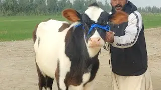 ماشااللہ جوڑا ریڈی فور سیمن بچھڑیوں کا فخر بھائی کے پاس رابطہ نمبر 03036629052