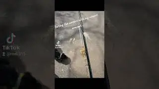 Alabama rig meet fly rod! #fishing #salmonriver #flyfishinglife #fly-fishing #speynation