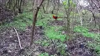 Crazy Exotic Bird In City Park