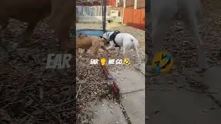 American bulldog meets crazy XL bully.