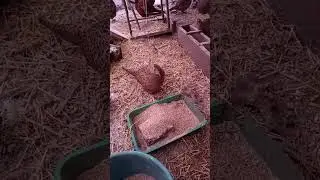 чем кормлю фазанов зимой ?