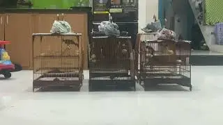 06012026 Dợt tại nhà ngày mưa - Chào Mào Hoàng Anh SVC