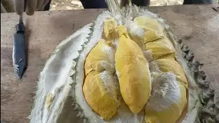 Durian lokal trenggalek di kampung durian karangsono.