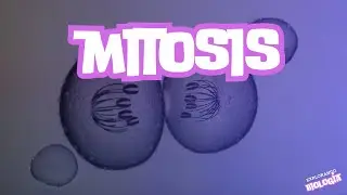Mitosis &iquest;Qu&eacute; es? Ciclo celular