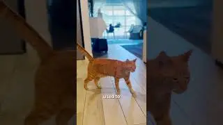 Как познакомить кошек с собаками