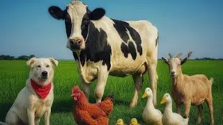 Beautiful animals time - Rooster Duck Goat Hen Cow Dog | Animals Sounds