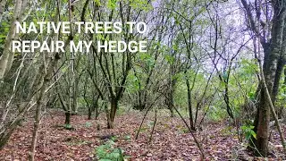 Native trees to repair my hedge. Environmental choices to keep my hedge natural.