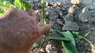 Biber bakımı Nasıl Olmalı