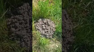 Кротовина