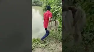 Asian Traditional Net Fishing | Fishing in Village by ABTVbd