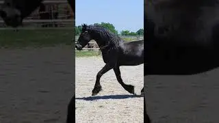 Cavallo Frisone Stallone Jetze!