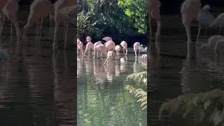 Brevard Zoo Melbourne Florida Flamingo's in their habitat