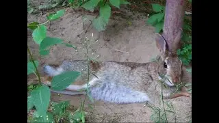Benji the Bunny Rests on a Hot Day, Cleans, Grazes, & Nurses Her Babies at Dusk! Aug 16 2025 MVI8528