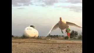 Slow motion goose flying