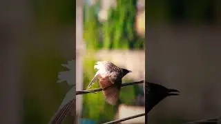 Rare behaviour of Bulbul | Bulbul Bird