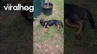 Dog Scolded For Digging Hole In Ground || ViralHog