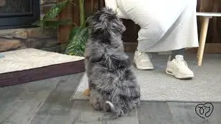 Willow The Mini Bernedoodle Has Just Graduated from Her Training!