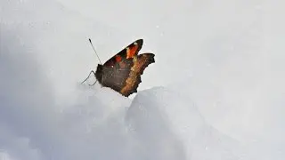 A Cold-Blooded Approach to Biology