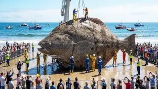 Ein spektakulärer Anblick der Fang eines riesigen Plattfisches 🐋 Das Leben der Fischer auf See – ei