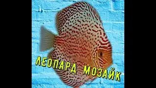 АКВАРИУМЫ, Леопард Мозайк, Aquariums-Aquarists of Russia