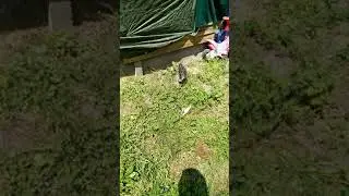 Le chaton simba se prom&egrave;ne dans le jardin 💋💋&hearts;️