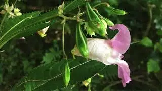 Himalayan Balsam (Impatiens glandulifera) - An Invasive Species in the UK
