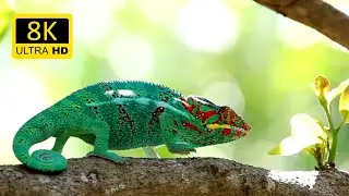 Wildlife in 4K: Stunning Footage of Animals in their Natural Habitat! | 4k & 8k Visionz