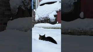 Schneefall Katzenvideos Catvideos cute Moments catshorts Short cat Winter Schnee 🐱❄️ Katzenzeit time