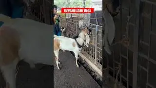 Kota Bakra Dekho Lala #kota #sirohi #sojat #beetal #bakramandi #deonarbakramandi #kalyanbakramandi