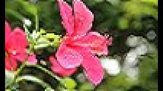 Botany 4 U