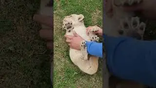 Cute 22 Days Old Lion Cub | Nouman Hassan |