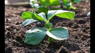 Tidlige hestebønner plantes ud